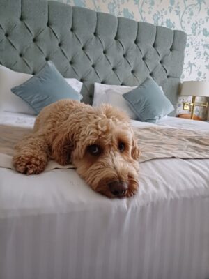 Dog Friendly Places to Stay Dog Friendly Places to Stay