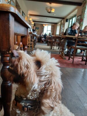 Dog Friendly Pubs Dog Friendly Pubs